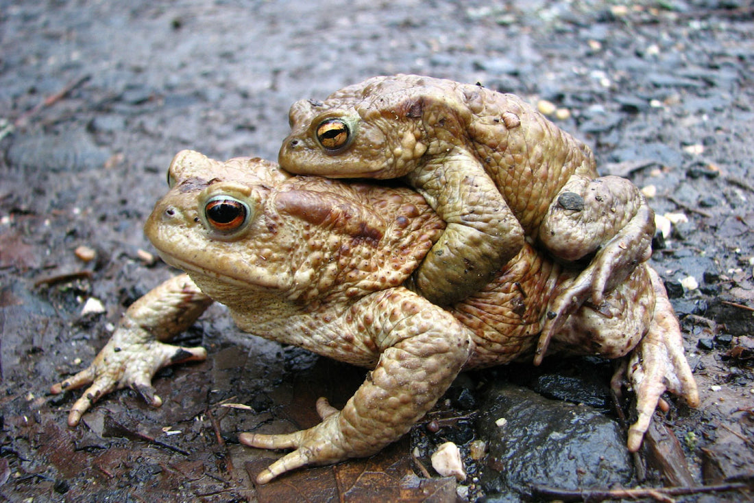 Amphibian Care: Creating the Perfect Environment for Frogs and Salamanders