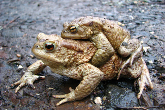 Amphibian Care: Creating the Perfect Environment for Frogs and Salamanders