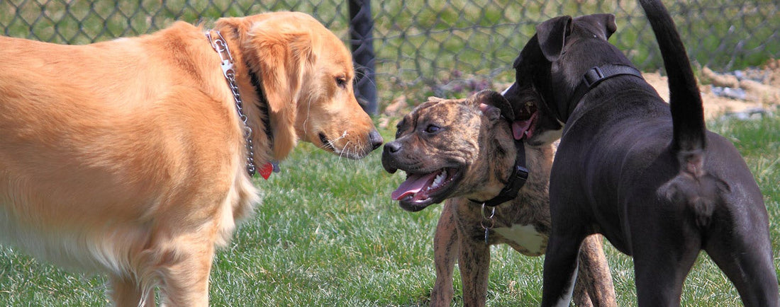Choosing the Right Dog Breed for Your Lifestyle