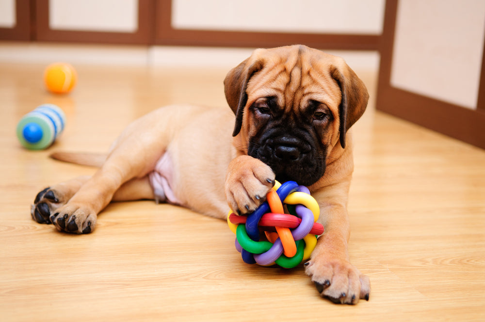 The Ultimate Puppy Starter Kit: Essential Items Every New Dog Owner Needs