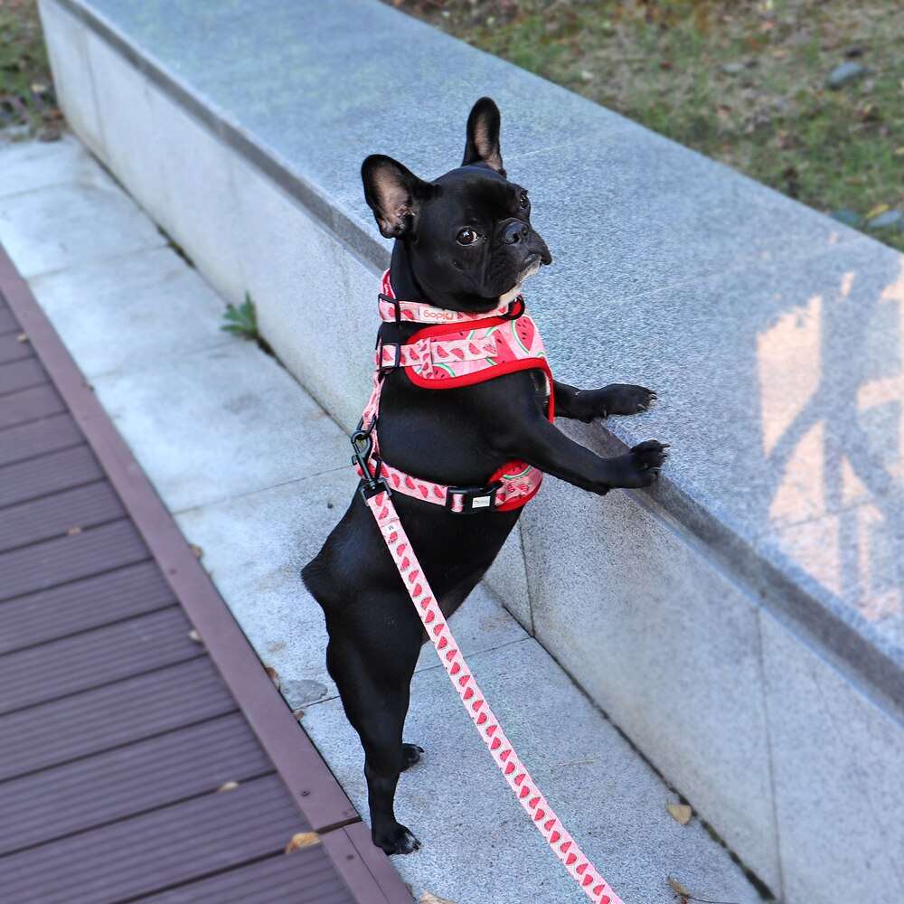 Adjustable Nylon Dog Collar, Harness, and Leash Set | Soft Mesh Vest for Small to Medium Dogs and Cats