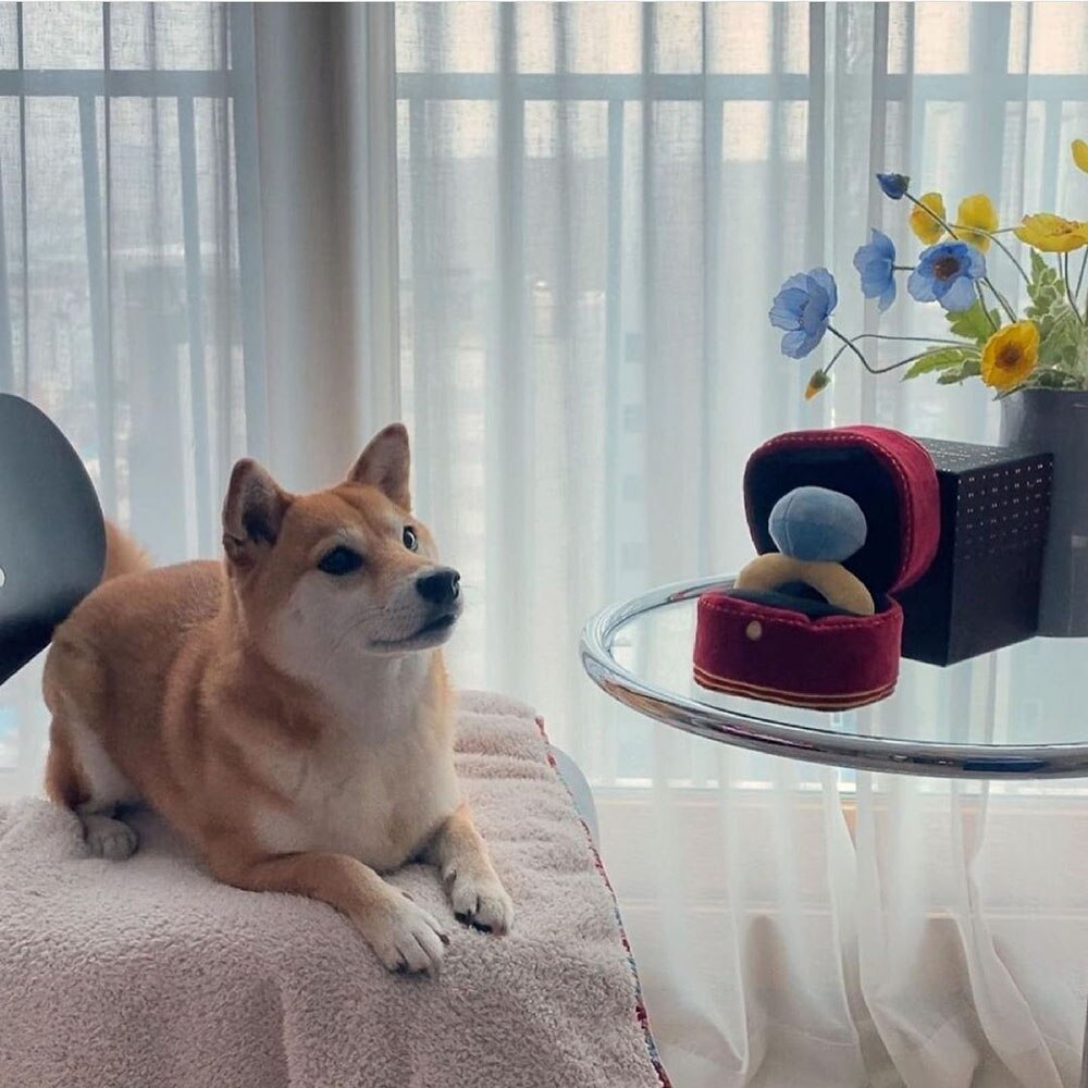 Creative Ring Box Plush Toy | Interactive Pet Chew Toy with Sound for Puppies and Small Dogs