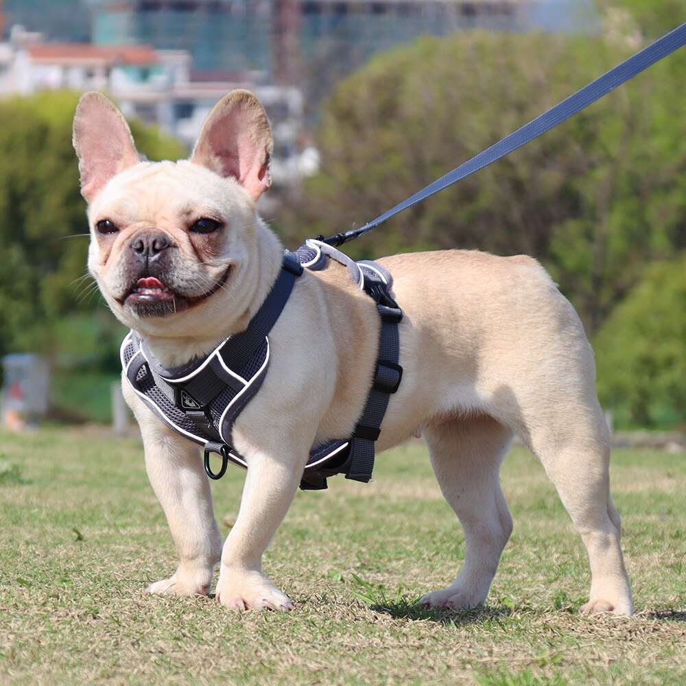 Adjustable Dog Harness with Leash | Soft and Breathable Pet Vest for Small Dogs and Cats | Walking Supplies and Accessories