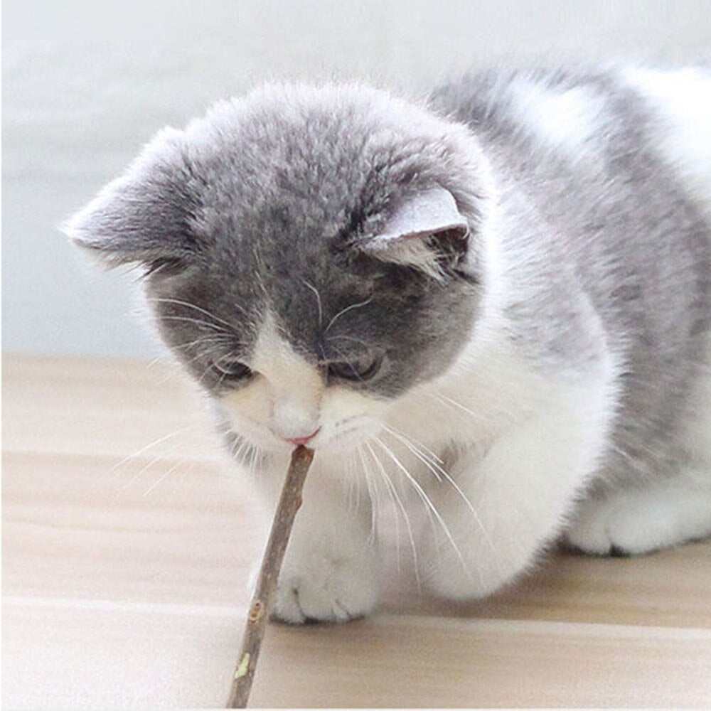 Natural Silvervine Cat Dental Chew Toys | Funny Cigarette Design for Cleaning Teeth and Stress Relief