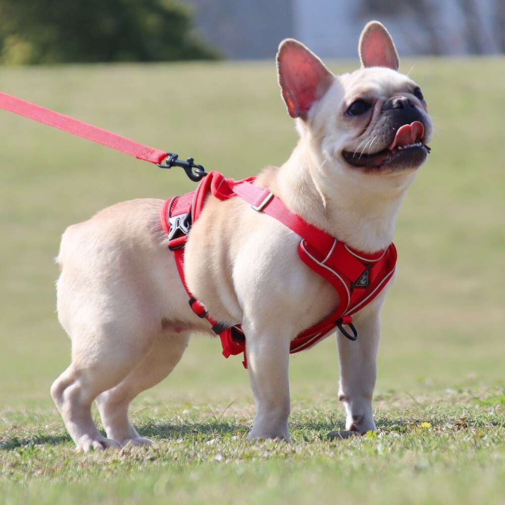 Adjustable Dog Harness with Leash | Soft and Breathable Pet Vest for Small Dogs and Cats | Walking Supplies and Accessories