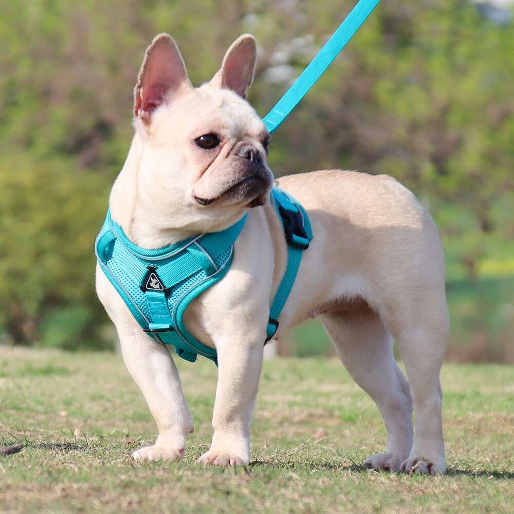 Adjustable Dog Harness with Leash | Soft and Breathable Pet Vest for Small Dogs and Cats | Walking Supplies and Accessories