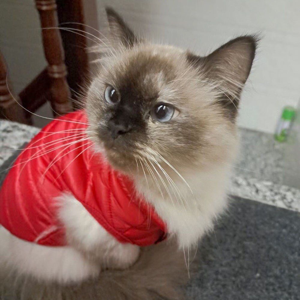 Winter Ultralight Pet Coat | Soft Warm Down Vest for Cats & Small Dogs