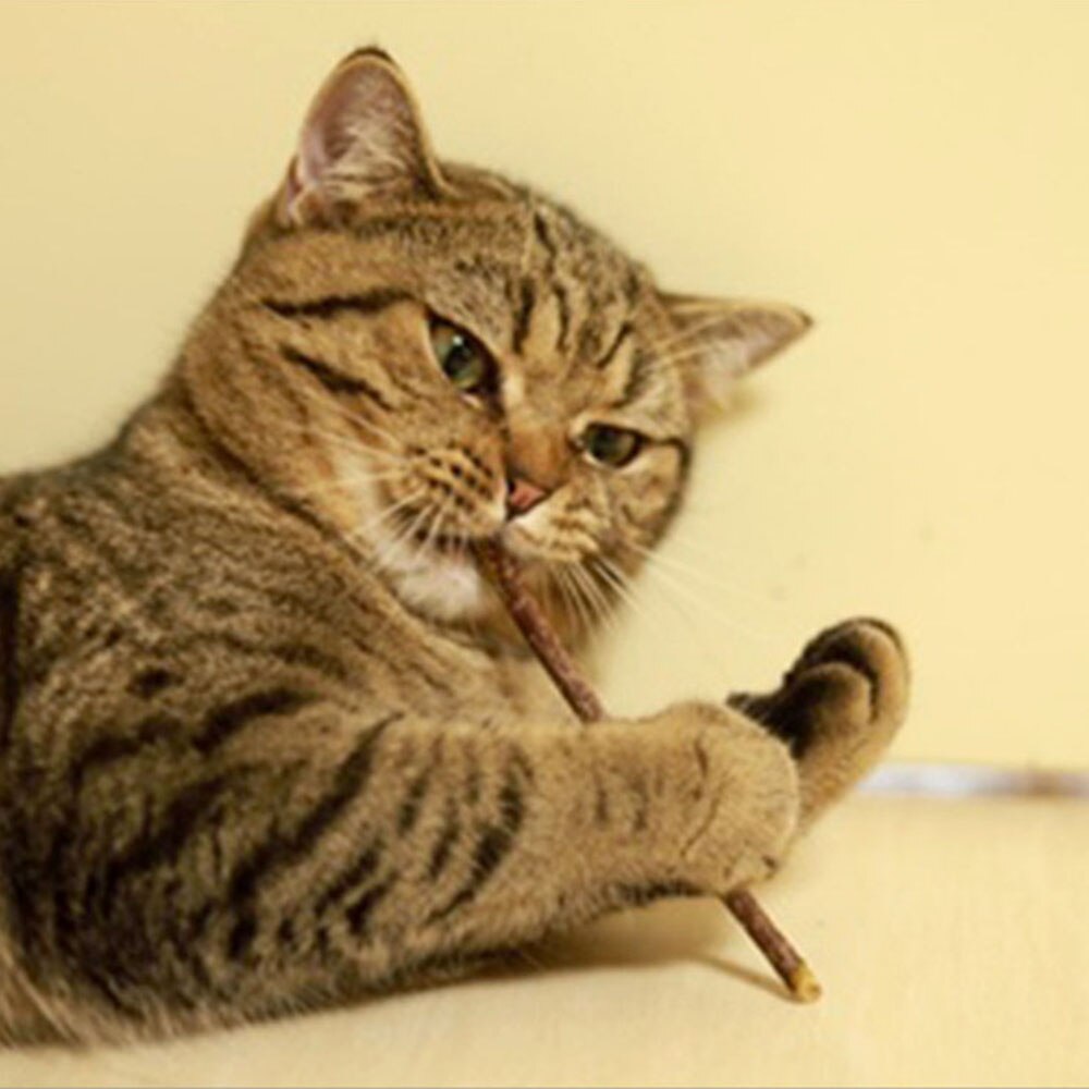 Natural Silvervine Cat Dental Chew Toys | Funny Cigarette Design for Cleaning Teeth and Stress Relief