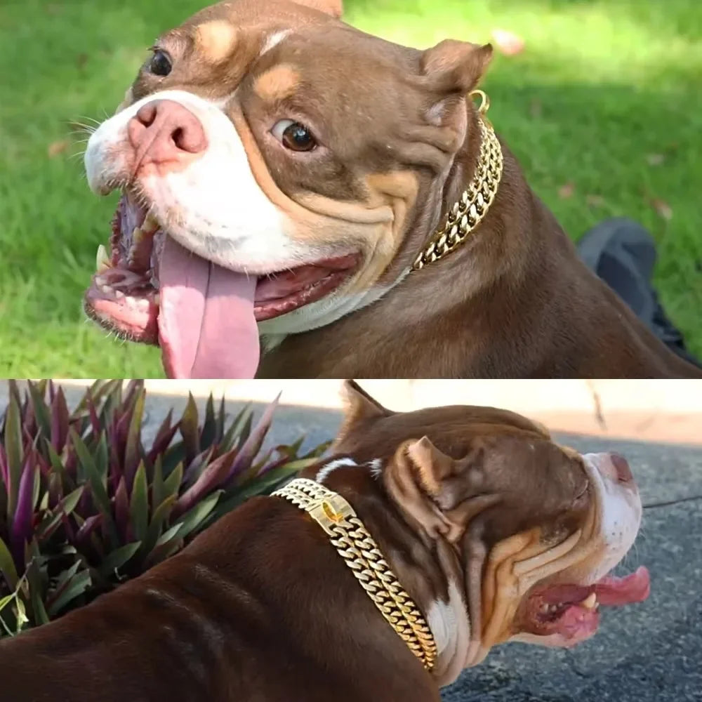 Strong Gold Double Chain Dog Collar | 24mm Cuban Link Stainless Steel for Medium to Large Dogs