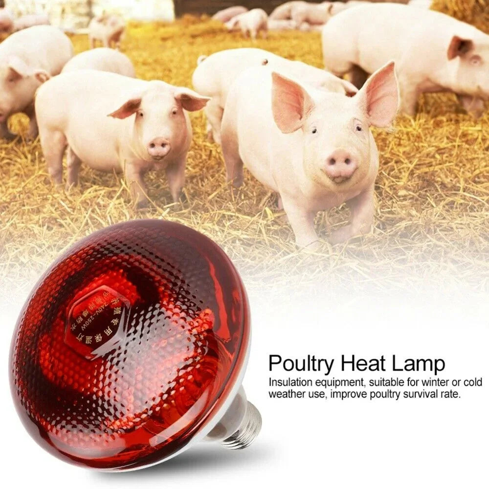 Infrared Heating Bulb Lamp 220V E27 | 100W-275W for Poultry, Reptiles, Amphibians, Pets | Farm and Pet Supplies