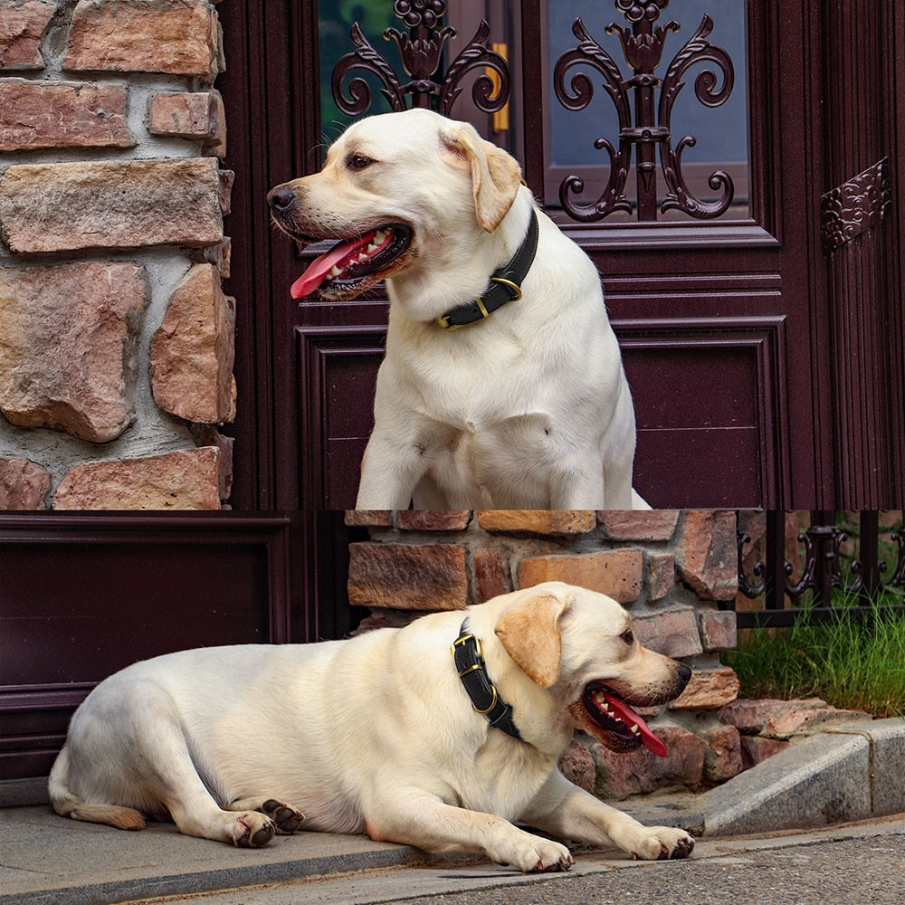 Durable Leather Dog Collar | Real Leather Adjustable Collar for Medium & Large Dogs | Training & Hunting