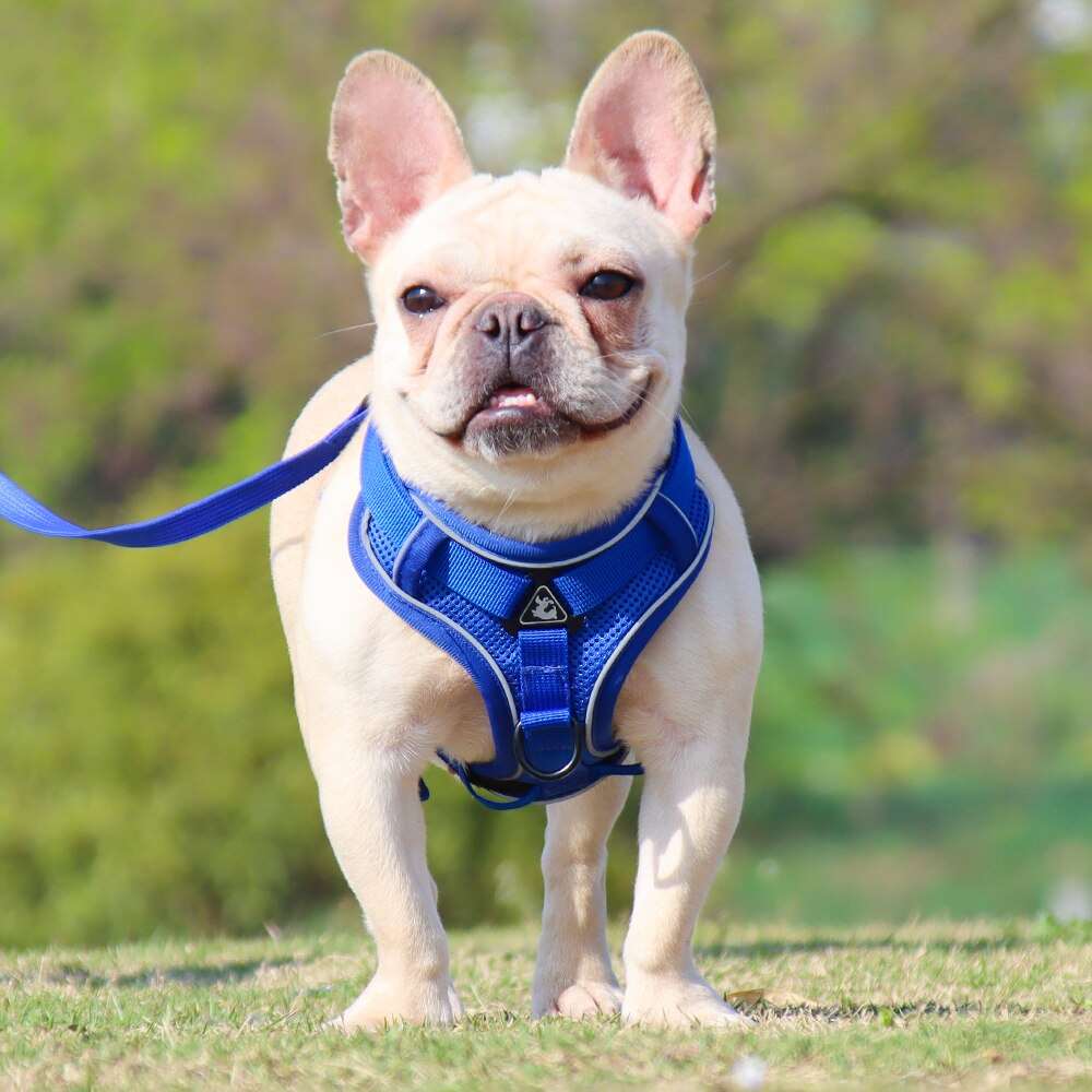 Adjustable Dog Harness with Leash | Soft and Breathable Pet Vest for Small Dogs and Cats | Walking Supplies and Accessories