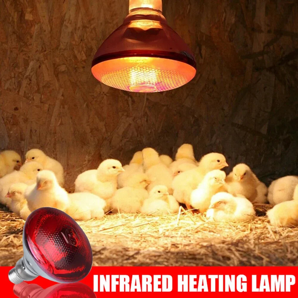 Infrared Heating Bulb Lamp 220V E27 | 100W-275W for Poultry, Reptiles, Amphibians, Pets | Farm and Pet Supplies
