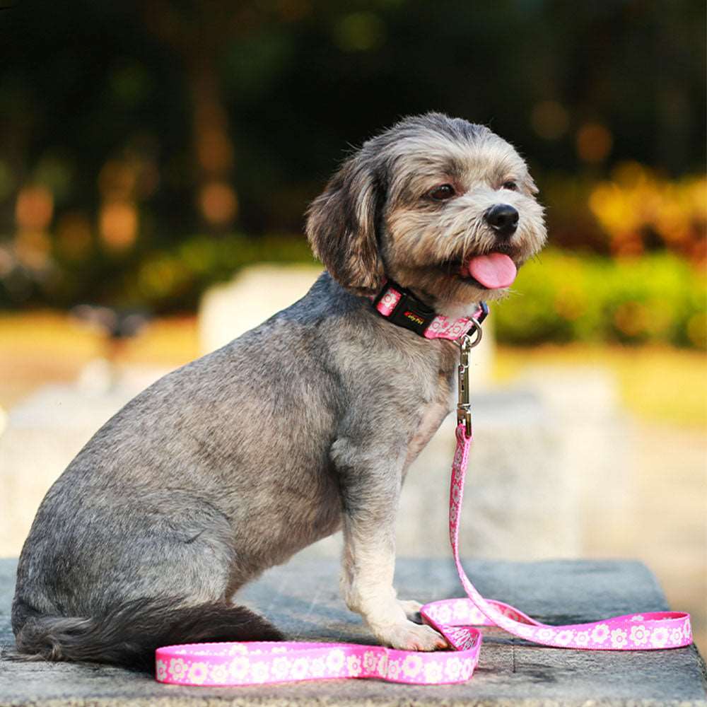 Adjustable Puppy Dog Collar and Leash Set with Cute Printed Design for Dogs and Cats | Walking Lead and Collar Combo