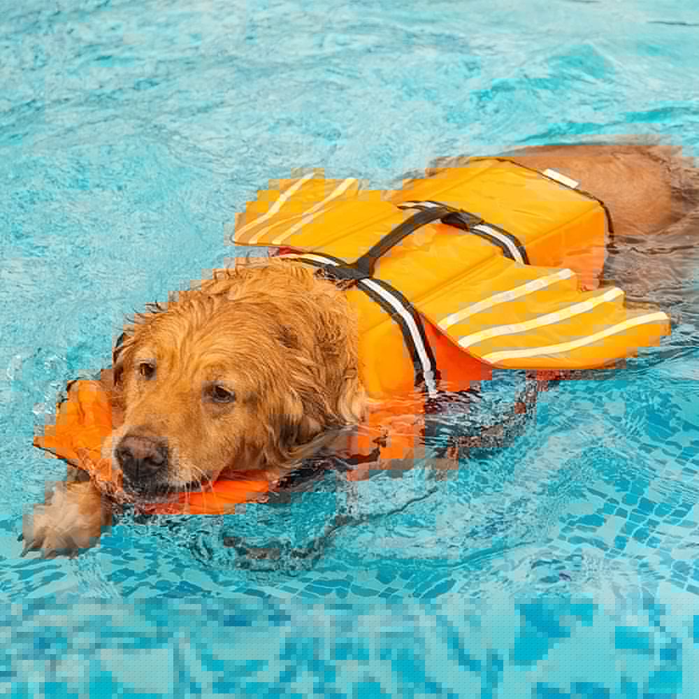 Reflective Dog Life Jacket with Wings | Waterproof and Lightweight Swim Vest for Pool, Beach, and Boating Adventures