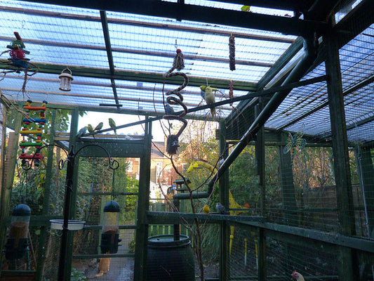 Choosing the Perfect Aviary: A Guide for Bird Enthusiasts