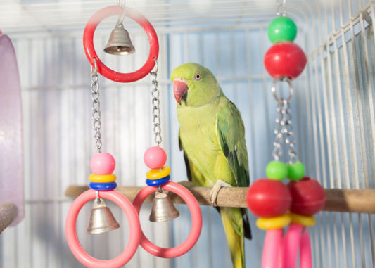 Bird Toys and Accessories: Keeping Your Pet Bird Entertained and Engaged