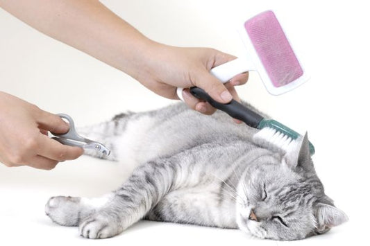 The Art of Cat Grooming: Tips and Tools for Keeping Your Kitty Clean