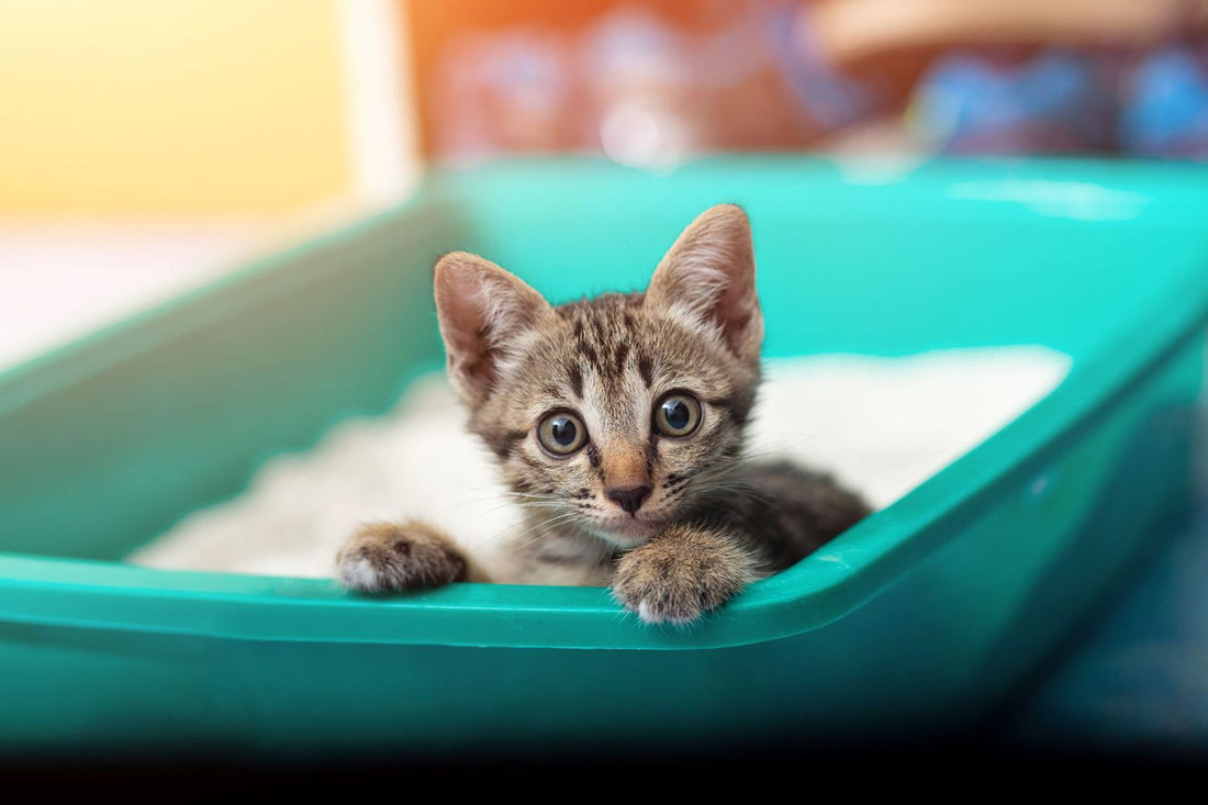 Litter Box Training: Ensuring a Clean and Odor-Free Home with Your New Kitten