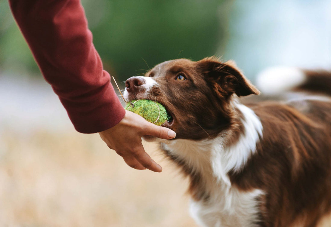 Dog Training 101: Top Tips for First-Time Puppy Owners