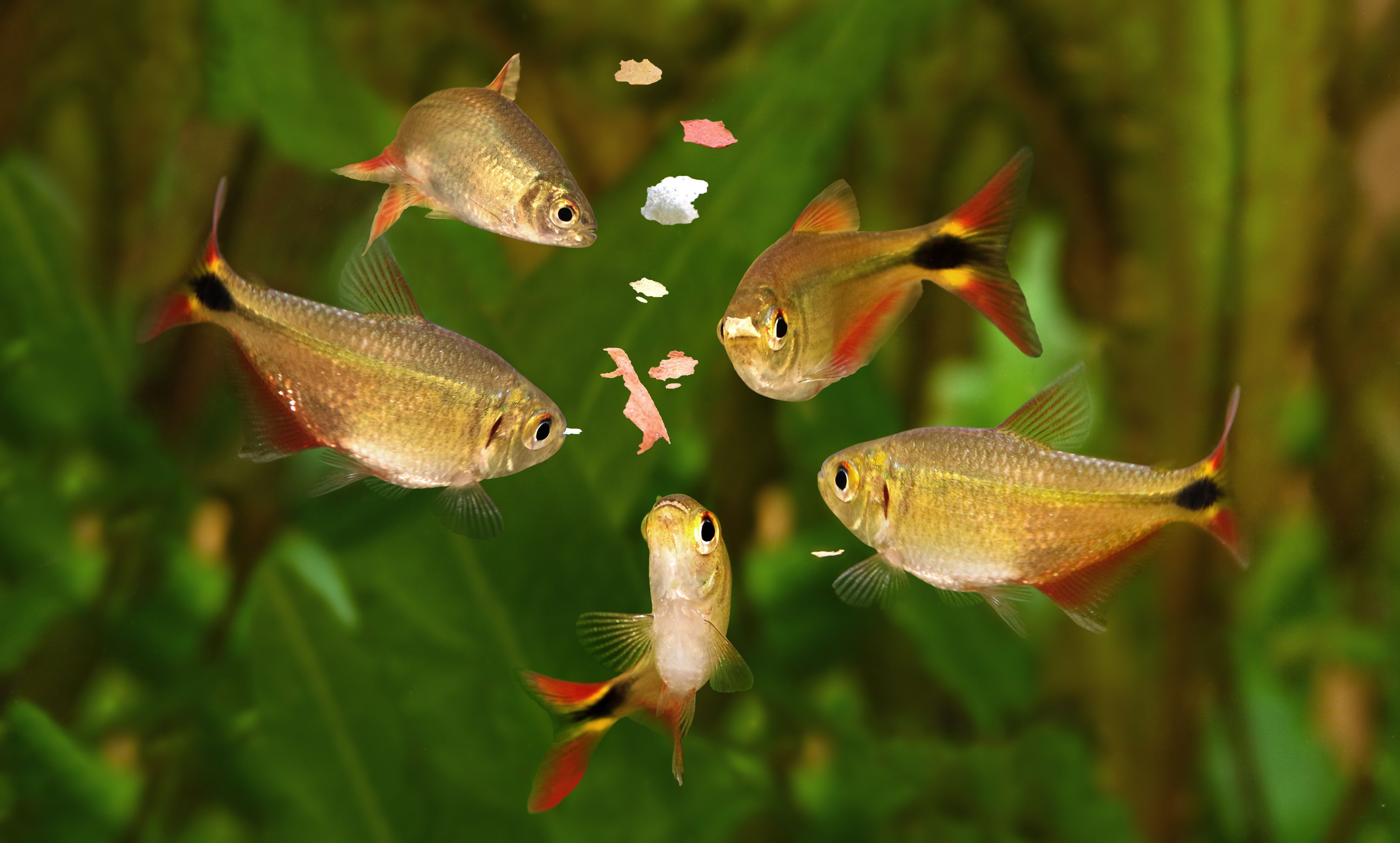 Fish Nutrition What To Feed Your Fish For Optimal Health THE PET fish-nutrition-what-to-feed-your-fish-for-optimal-health-the-pet