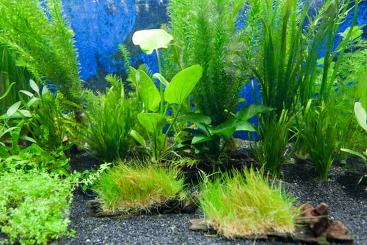 Aquatic Plants: Beautifying Your Aquarium Naturally and Benefits for Fish