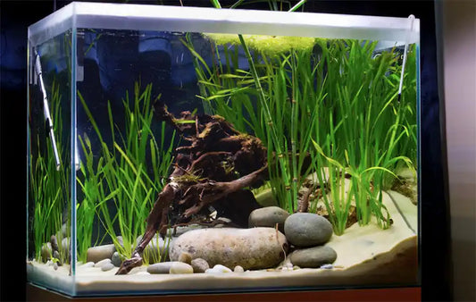 Setting Up Your First Freshwater Aquarium: A Step-by-Step Guide
