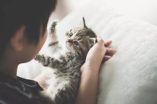 Kitten Care Basics: From Adoption to Adjusting to a New Home