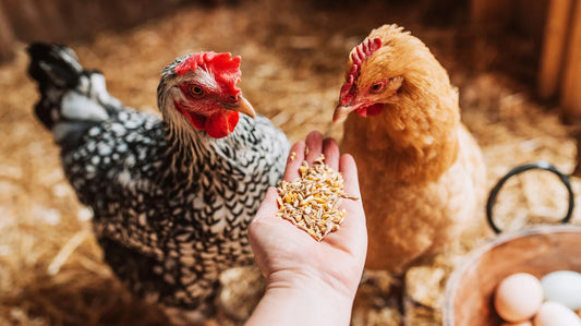 The Basics of Poultry Care: Raising Healthy Chickens in Your Backyard