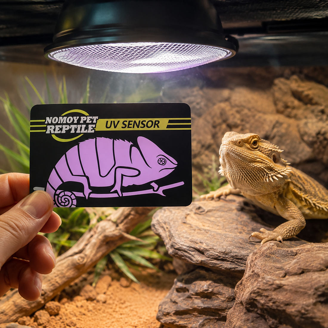 UVB test card being checked at basking level inside a reptile enclosure
