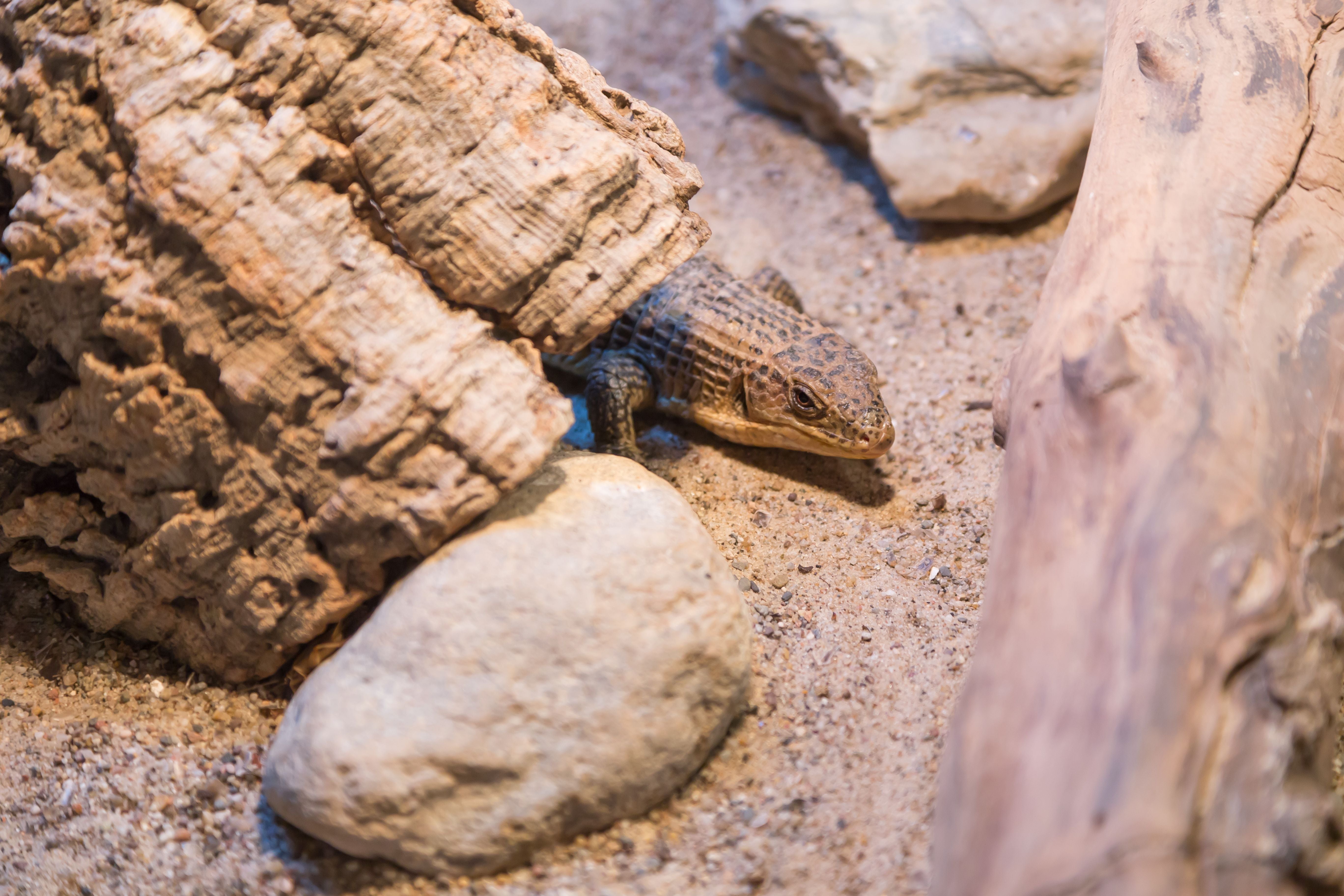 Choosing the Best Substrate for Different Reptile Species – The Pet ...