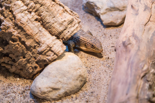 Choosing the Best Substrate for Different Reptile Species