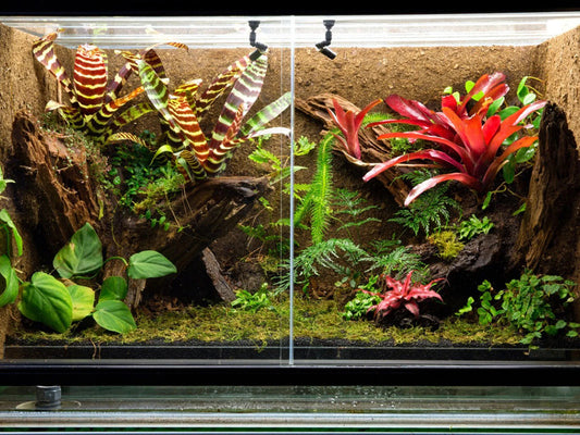 The Beginner's Guide to Setting Up a Reptile Terrarium