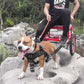 Large Dog Weight Pulling Harness | Durable and Agile Training Products