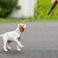 Dog Chain Slip-Collar Leash | Walking & Training Collar for Small to Medium Dogs