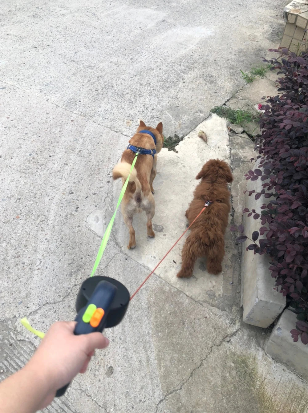 3m Retractable Dual Dog Leash with Lights
