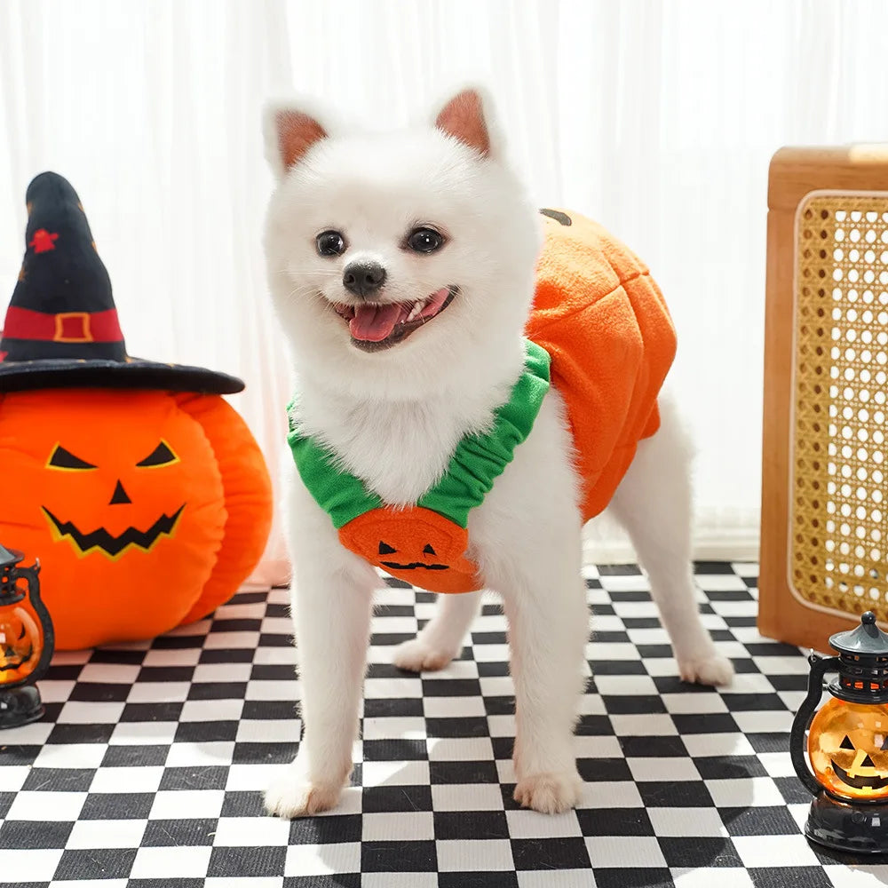 Creative Dog Pumpkin Costume