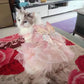Rainbow Butterfly Dress | for Cats and Dogs