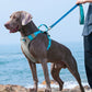 Large Mesh Harness with Handle | Adjustable for Medium & Large Dogs