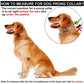 Dog Collar for Anti-Pull Training with Metal Buckle