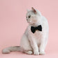 Pearl Necklace for Small Pets