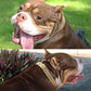 Gold & Silver Cuban Link Dog Collar