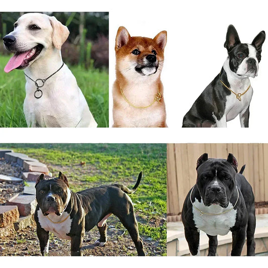 Metal Chain Dog Show Collar | Adjustable