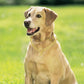 Gold Chrome Plated Slip Collar