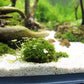 Aquarium Moss Ball Dome | Decorative Fish Tank Moss Holder for Aquatic Plants & Shrimp Habitat