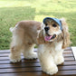 Dog Hat with Ear Holes | Denim Cap