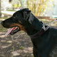 No Pull Leather Martingale Dog Collar