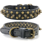 Spiked Dog Collar with Mushroom Rivets