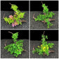 Plastic Aquarium Plants | Pollution-Free Simulated Aquatic Plants for Fish Tank Landscaping