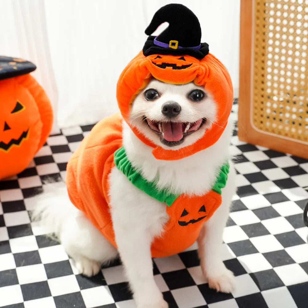 Creative Dog Pumpkin Costume